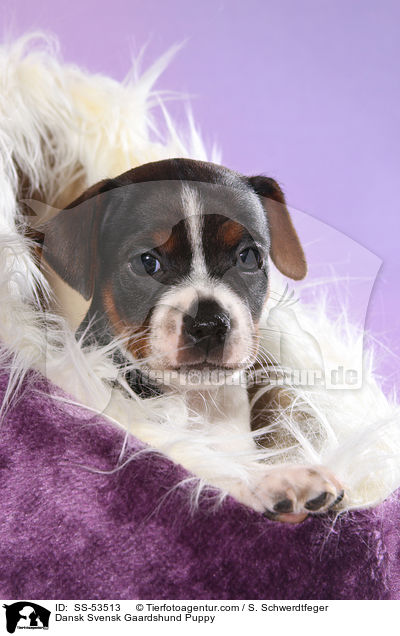 Dnisch Schwedischer Farmhund Welpe / Dansk Svensk Gaardshund Puppy / SS-53513