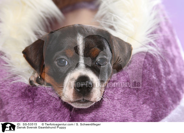 Dansk Svensk Gaardshund Puppy / SS-53515