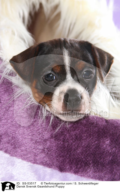 Dansk Svensk Gaardshund Puppy / SS-53517