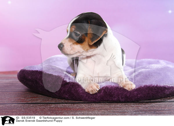 Dnisch Schwedischer Farmhund Welpe / Dansk Svensk Gaardshund Puppy / SS-53519