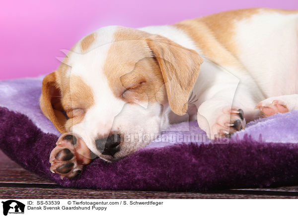 Dnisch Schwedischer Farmhund Welpe / Dansk Svensk Gaardshund Puppy / SS-53539