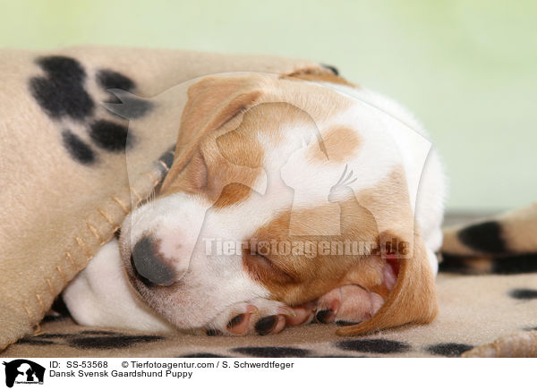Dnisch Schwedischer Farmhund Welpe / Dansk Svensk Gaardshund Puppy / SS-53568