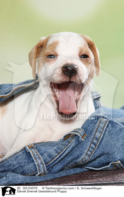 Dnisch Schwedischer Farmhund Welpe / Dansk Svensk Gaardshund Puppy / SS-53576