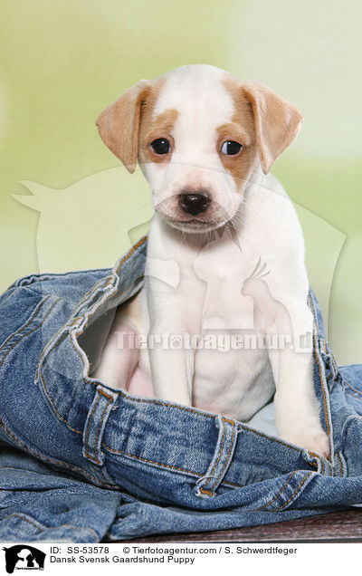 Dänisch Schwedischer Farmhund Welpe / Dansk Svensk Gaardshund Puppy / SS-53578