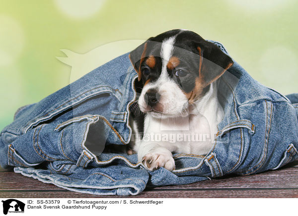Dnisch Schwedischer Farmhund Welpe / Dansk Svensk Gaardshund Puppy / SS-53579