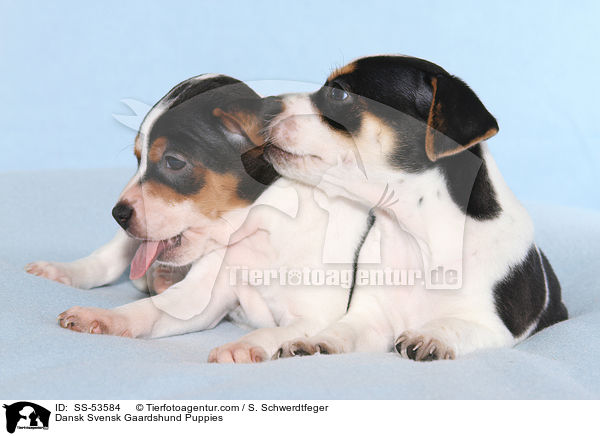 Dnisch Schwedischer Farmhund Welpen / Dansk Svensk Gaardshund Puppies / SS-53584
