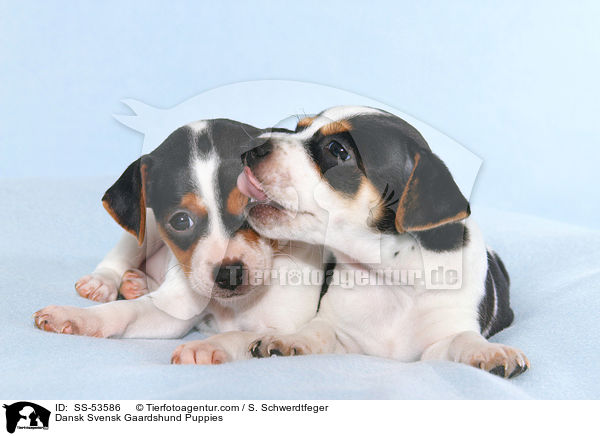 Dnisch Schwedische Farmhund Welpen / Dansk Svensk Gaardshund Puppies / SS-53586