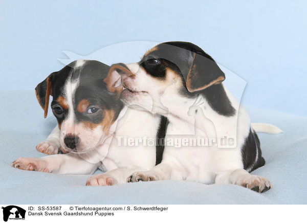 Dnisch Schwedische Farmhund Welpen / Dansk Svensk Gaardshund Puppies / SS-53587