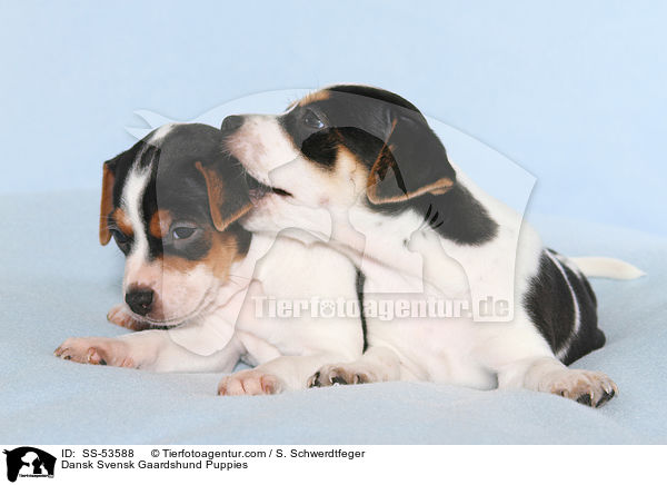 Dnisch Schwedische Farmhund Welpen / Dansk Svensk Gaardshund Puppies / SS-53588