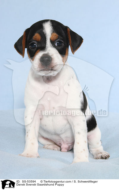 Dnisch Schwedischer Farmhund Welpe / Dansk Svensk Gaardshund Puppy / SS-53594