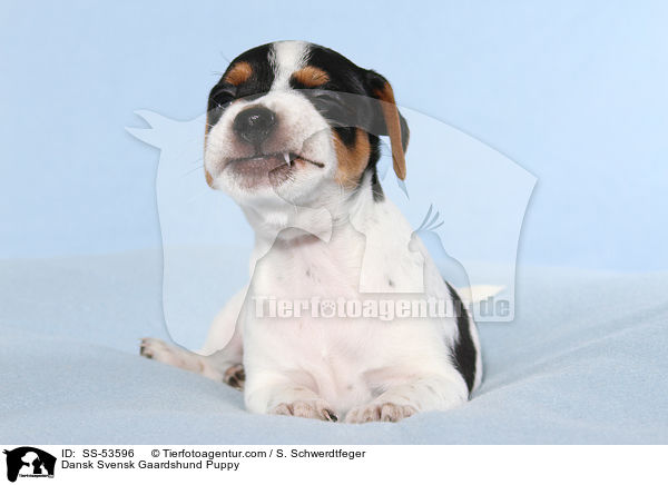 Dnisch Schwedischer Farmhund Welpe / Dansk Svensk Gaardshund Puppy / SS-53596