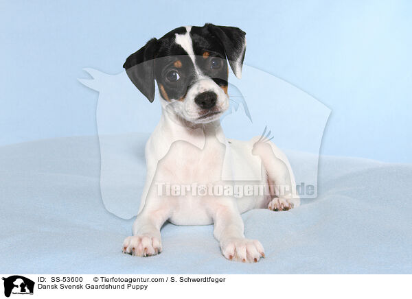 Dnisch Schwedischer Farmhund Welpe / Dansk Svensk Gaardshund Puppy / SS-53600