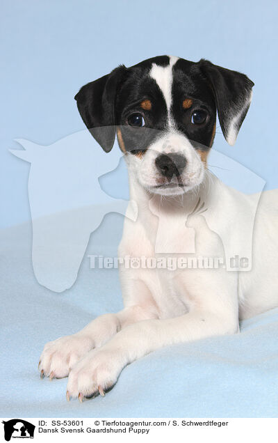 Dnisch Schwedischer Farmhund Welpe / Dansk Svensk Gaardshund Puppy / SS-53601