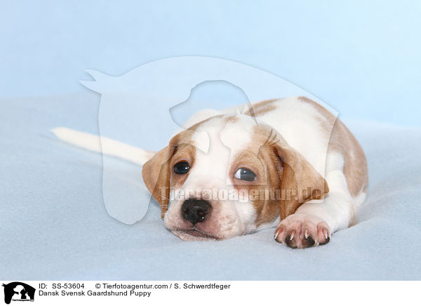 Dnisch Schwedischer Farmhund Welpe / Dansk Svensk Gaardshund Puppy / SS-53604