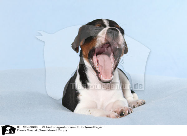 Dnisch Schwedischer Farmhund Welpe / Dansk Svensk Gaardshund Puppy / SS-53606