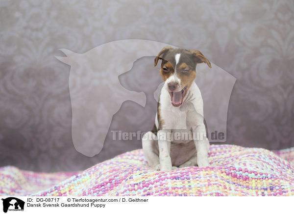 Dansk Svensk Gaardshund Welpe / Dansk Svensk Gaardshund Puppy / DG-08717