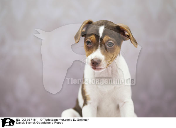 Dansk Svensk Gaardshund Welpe / Dansk Svensk Gaardshund Puppy / DG-08718
