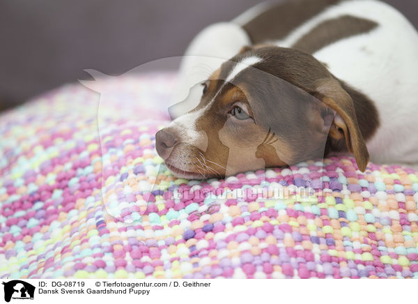 Dansk Svensk Gaardshund Welpe / Dansk Svensk Gaardshund Puppy / DG-08719