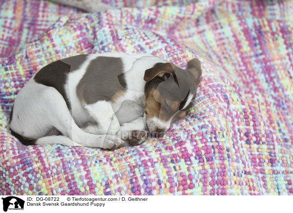 Dansk Svensk Gaardshund Welpe / Dansk Svensk Gaardshund Puppy / DG-08722