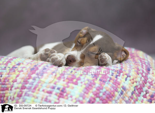 Dansk Svensk Gaardshund Welpe / Dansk Svensk Gaardshund Puppy / DG-08724