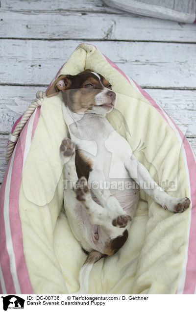 Dansk Svensk Gaardshund Welpe / Dansk Svensk Gaardshund Puppy / DG-08736