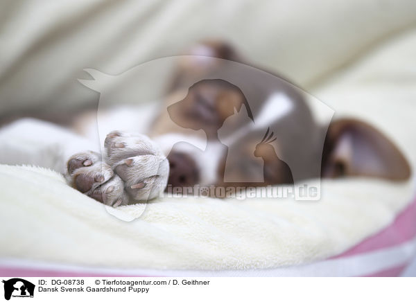 Dansk Svensk Gaardshund Welpe / Dansk Svensk Gaardshund Puppy / DG-08738