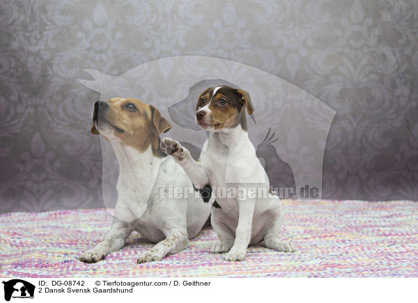 2 Dansk Svensk Gaardshund / 2 Dansk Svensk Gaardshund / DG-08742