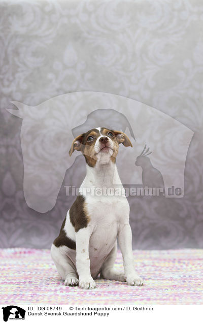Dansk Svensk Gaardshund Welpe / Dansk Svensk Gaardshund Puppy / DG-08749