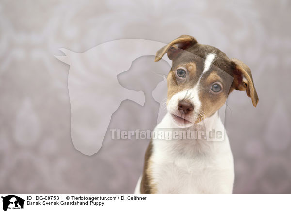 Dansk Svensk Gaardshund Welpe / Dansk Svensk Gaardshund Puppy / DG-08753