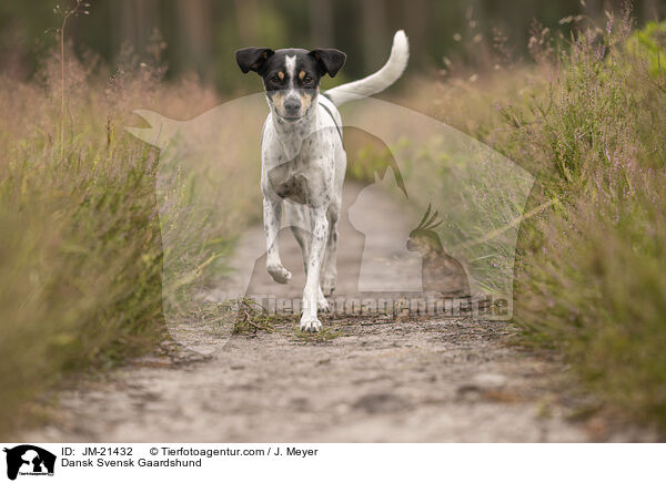 Dansk Svensk Gaardshund / Dansk Svensk Gaardshund / JM-21432