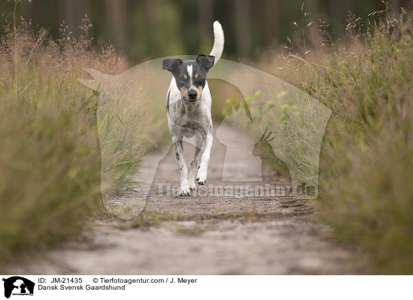 Dansk Svensk Gaardshund / Dansk Svensk Gaardshund / JM-21435