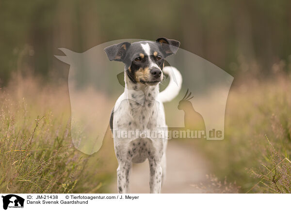 Dansk Svensk Gaardshund / Dansk Svensk Gaardshund / JM-21438