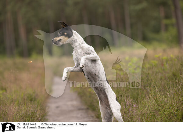 Dansk Svensk Gaardshund / Dansk Svensk Gaardshund / JM-21449