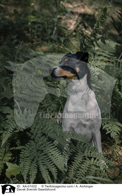 Dansk Svensk Gaardshund / Dansk Svensk Gaardshund / AA-01022