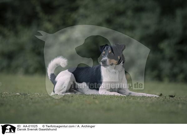 Dansk Svensk Gaardshund / Dansk Svensk Gaardshund / AA-01025
