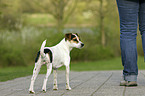 Dansk Svensk Gaardshund