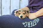 Dansk Svensk Gaardshund Puppy