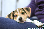 Dansk Svensk Gaardshund Puppy
