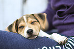 Dansk Svensk Gaardshund Puppy