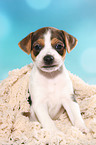 Dansk Svensk Gaardshund Puppy