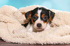 Dansk Svensk Gaardshund Puppy