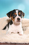 Dansk Svensk Gaardshund Puppy