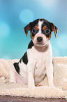 Dansk Svensk Gaardshund Puppy