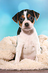 Dansk Svensk Gaardshund Puppy