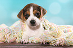 Dansk Svensk Gaardshund Puppy