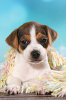 Dansk Svensk Gaardshund Puppy
