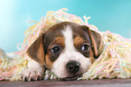 Dansk Svensk Gaardshund Puppy