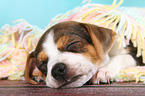 Dansk Svensk Gaardshund Puppy