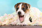 Dansk Svensk Gaardshund Puppy