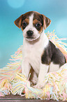 Dansk Svensk Gaardshund Puppy
